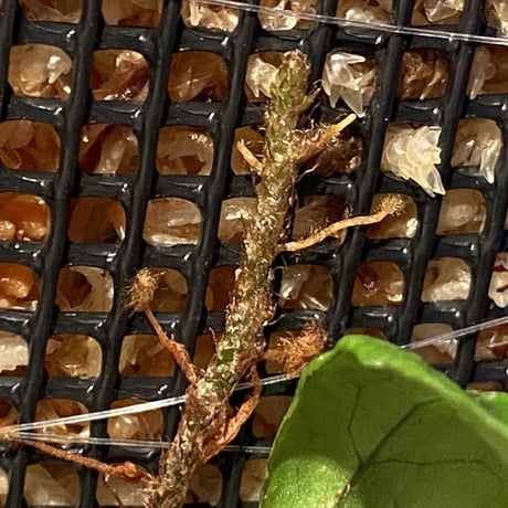 Microsorum sp. "Timika" Papua [TB]