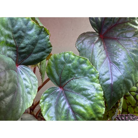 Begonia sp. from Ha Noi [TK140617]