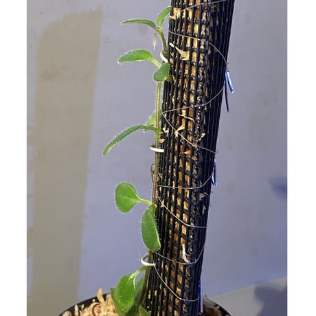 Aeschynanthus sp. from South Sulawesi [STRINGE PLANTS]