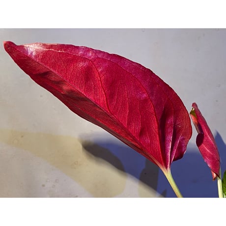 Syngonium sp. from Choco Colombia [tanakay]