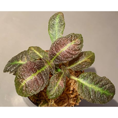 (３芽立ち) Nautilocalyx picturatus