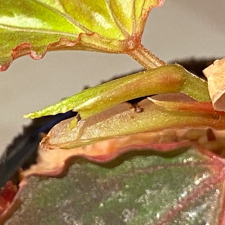 Begonia sp. from Lampung sumatera [LA1118-01]