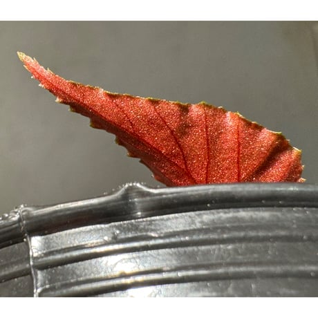Begonia sp. ぼっち株 from Julau [R1214-01b]