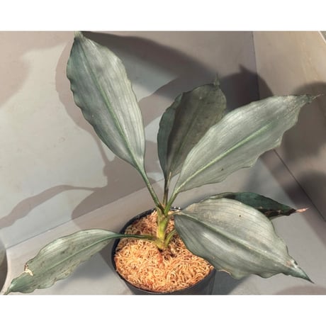 Dracaena sp. from Landak West Kalimantan