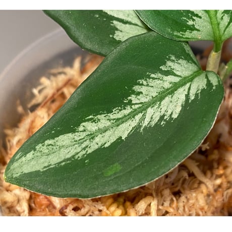 Aglaonema pictum from Tapak Tuan Aceh [MA1510-86]