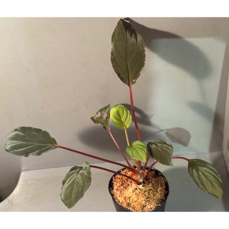 その他観葉植物 Homalomena Rec173 kzt DSC_6343_1200x600_crop_center.