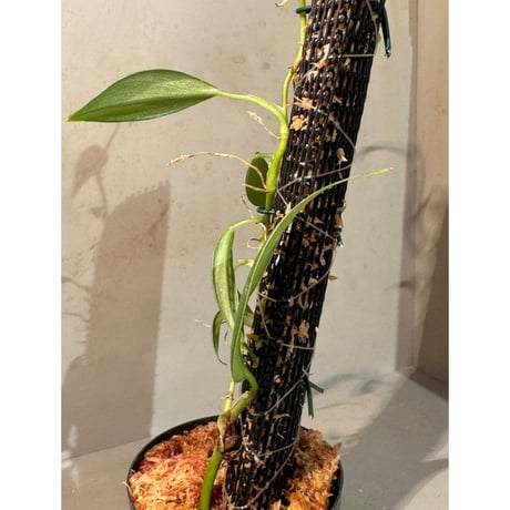 Philodendron sp. from Colombia [tanakay]