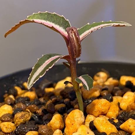 Labisia sp. from Kapuas hulu Kalimantan barat