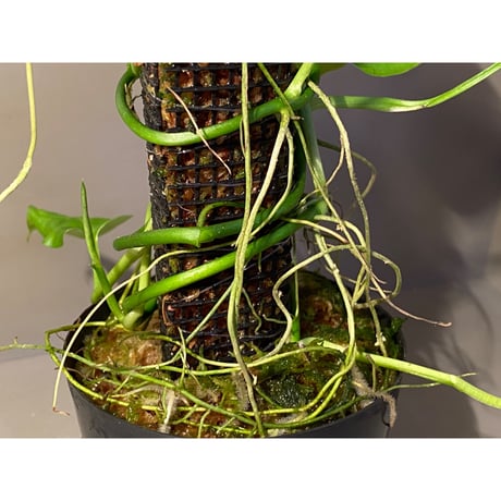Philodendron sp. from Iquitos Peru [tanakay]