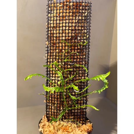 Teratophyllum aculeatum from Nanga pinoh [TB]