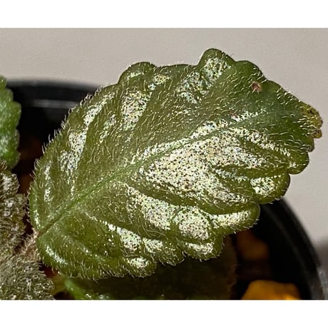 Nautilocalyx sp. 伊藤蟻植物農園
