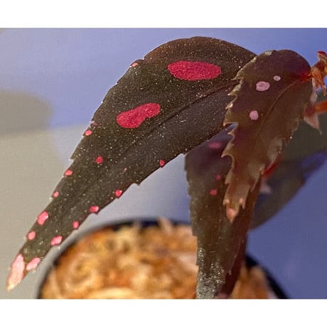 Begonia sp. from Julau [R1214-01b]
