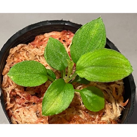 Homalomena sp. from Solok sumatera [LA0616-03]