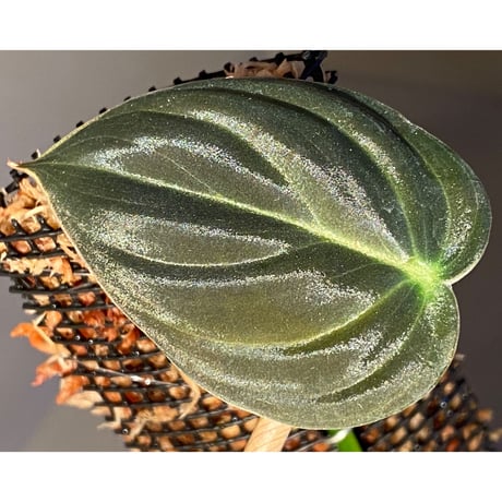 Philodendron melanochrysum