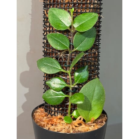 エスキナンサス | STORES