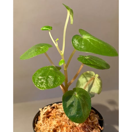 Peperomia sp. from Ecuador