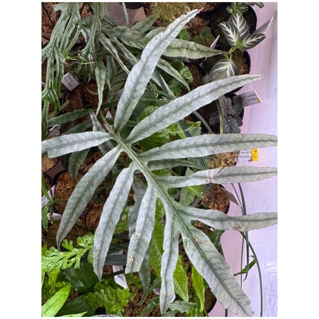 Colysis sp. from Son La Vietnam