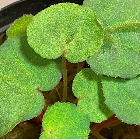Begonia sp . Blue type from Malay Peninsula [KN]