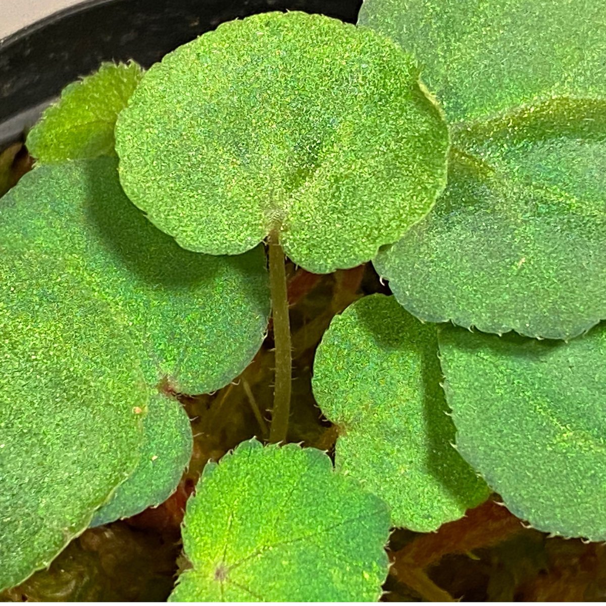 専用❣️ 特選Begonia ６点 Begonia sp. from Lang Son [YH030519] TK | M・R・G・R