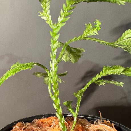 Selaginella sp. from Bogor West Java