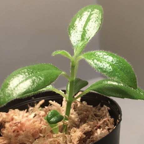 Columnea cf. crassifolia from Colombia [LA0316-03-f1]