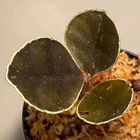 Ardisia sp. from West Kalimantan