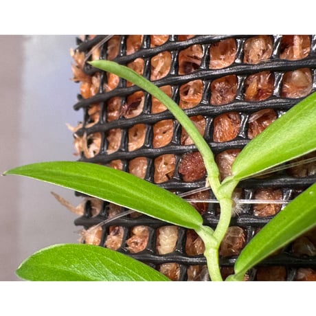 Pothos scandens from Khlong Yai Trat Thailand