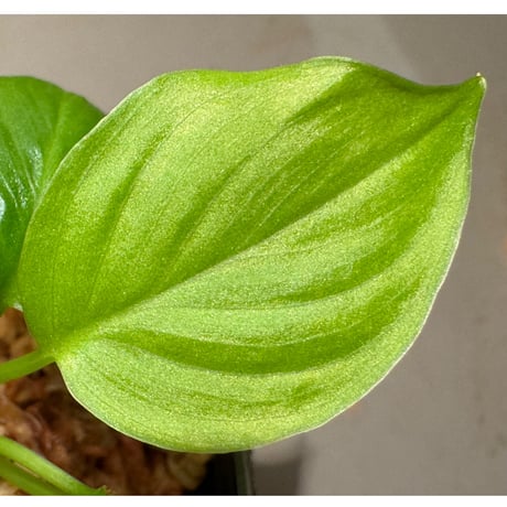 Homalomena sp. "Aceh selatan" Aceh Sumatra [TB]