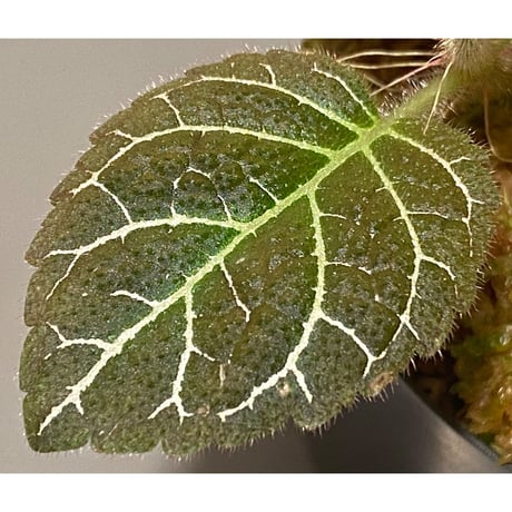 Pearcea hypocyrtiflora from Rio Napo Ecuador [tanakay] 白葉脈