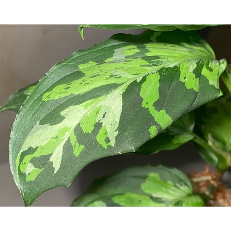Aglaonema pictum "Blue Nias" from Pulau Nias [AZ0912-3.5]