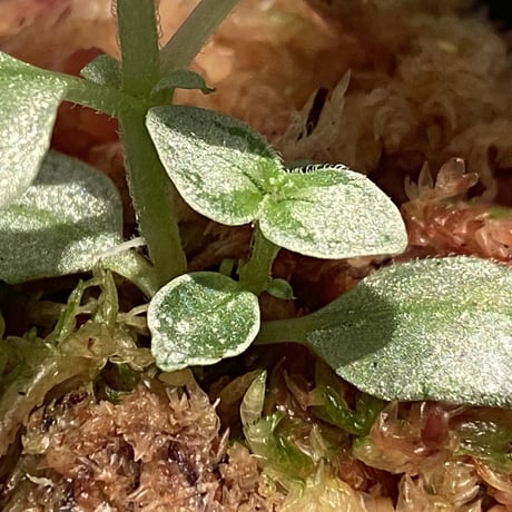 Argostemma sp. from Lebong Bengkulu sumatera [TB]