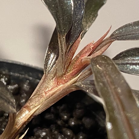 (大株) Bucephalandra sp. "Sintang-5" from Sintang [HW0220-08]