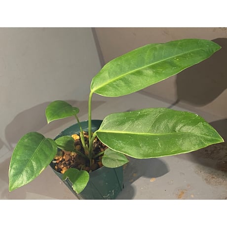 Anthurium sp. "MORONA"