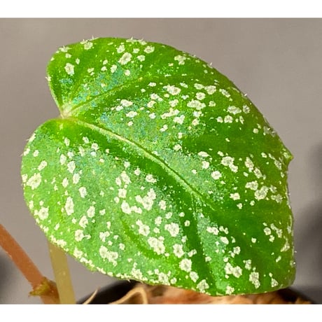 Begonia sp. from Na Hang [YH1118] TK