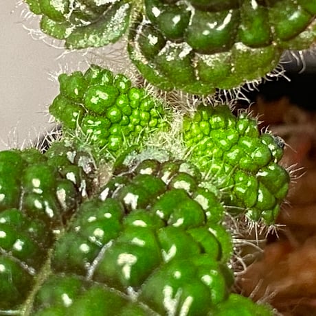 Pearcea rugosissima from Ecuador