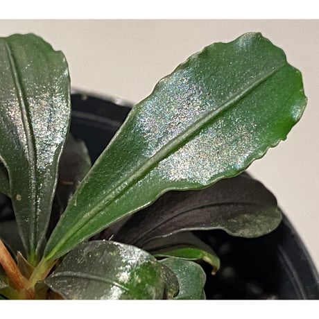(脇芽付き) Bucephalandra sp. "Sexy Pink"