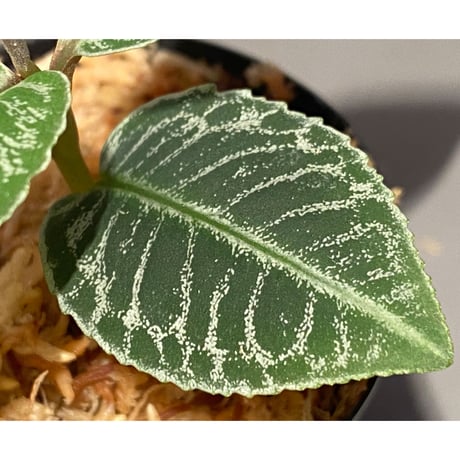 (タグ付き) Labisia sp. " Silver Net" BNN from Sibolga timur [AZ1016-2]