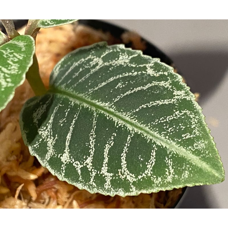 タグ付き) Labisia sp. タグ付き) Labisia sp.