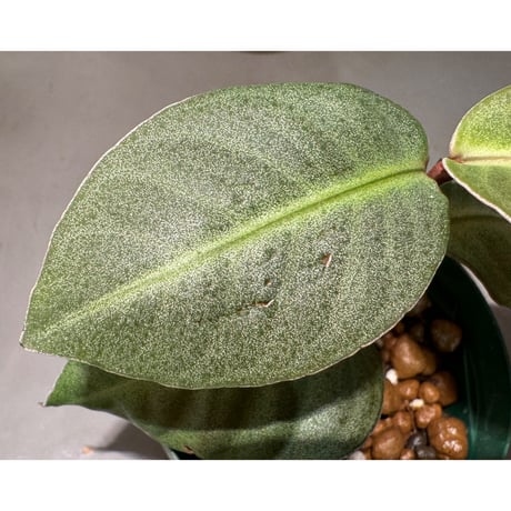 Ardisia sp. from Saripoi [LA0515-02]