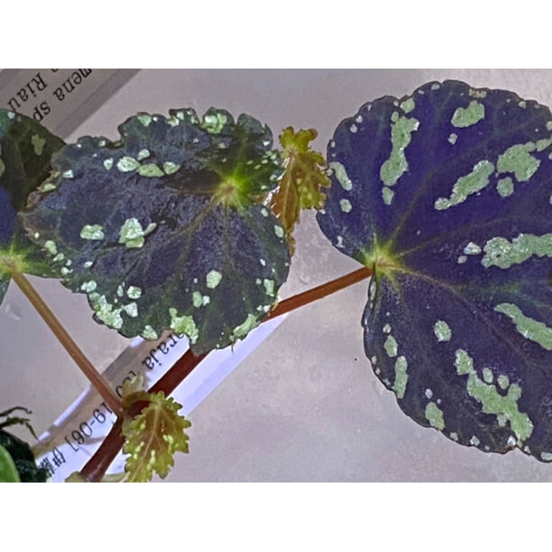Begonia sp. from North Toraja [S0919-06] 伊藤蟻植物農
