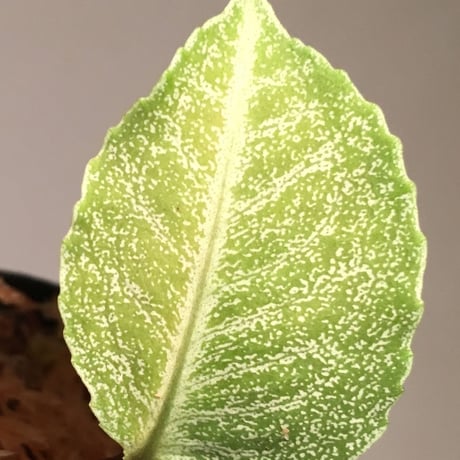 Ardisia sp. from Sumatera