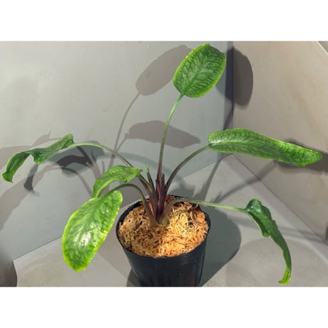 クリプトコリネ　LA便　正規タグ付き クリプトコリネ | STORES