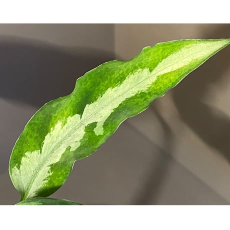 Aglaonema pictum from Aceh Sumatra [T-010519-b-2]
