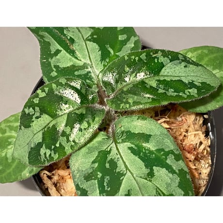 Gymnostachyum sp. f1 from Aceh sumatera [LA0816-1ss]