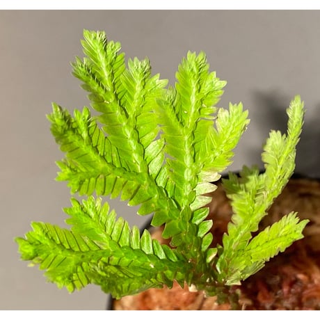 Selaginella sp. from Tanintharyi(Tennasserim)North Malay Peninsula Myanmar ②