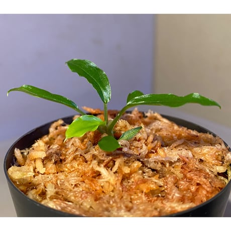 Homalomena sp. "Euclase" from Riau sumatera [LA0518-02]