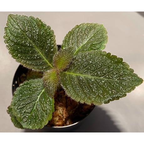 Cyrtandra sp. from Sabah [R0515-01a]