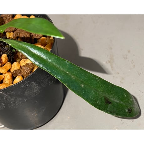 Microsorum sp. from Thailand [Joe&Mam]