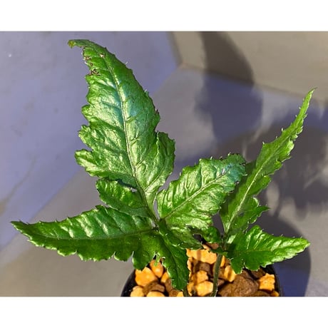 Bolbitis sp. from Siberut [LA]