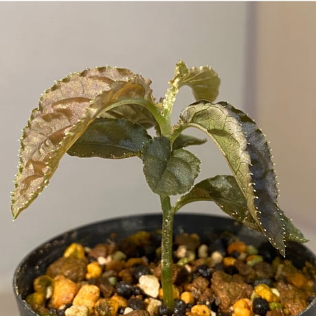 Ardisia sp. from Lao Cai-E [R0517-01]